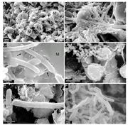First thumbnail for: Effects of SEM Preparation Techniques on the Appea...