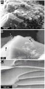 Second thumbnail for: Effects of SEM Preparation Techniques on the Appea...