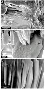 Third thumbnail for: Effects of SEM Preparation Techniques on the Appea...