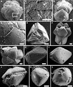 Second thumbnail for: Microbial Kinetic Controls on Calcite Morphology i...