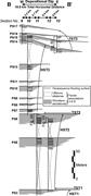 Third thumbnail for: Depositional and Stratigraphic Architecture of the...