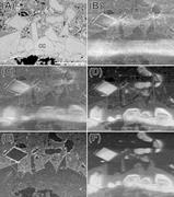 Second thumbnail for: Imaging of Cathodoluminescence Zoning in Calcite b...