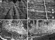 Second thumbnail for: Criteria for Distinguishing Primary Evaporite Feat...