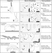 Second thumbnail for: Facies Architecture and Ichnology of Recent Salt-M...