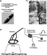First thumbnail for: Using Passive Integrated Transponder (PIT) Tags to...