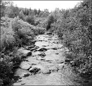 Third thumbnail for: Using Passive Integrated Transponder (PIT) Tags to...