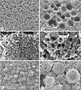 Third thumbnail for: Cyanobacterial Mats from Silurian Black Radiolaria...