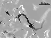 First thumbnail for: The Editor's Page