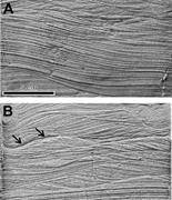 Second thumbnail for: The Significance of Hummocky Cross-Stratification ...