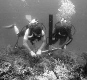 Second thumbnail for: Lithified and Unlithified Mg-Calcite Precipitates ...