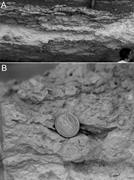 Third thumbnail for: Mediation of Endoevaporitic Microbial Communities ...