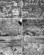 Second thumbnail for: Morphology of Molar-Tooth Structures in Precambria...