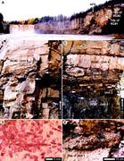 Second thumbnail for: Palustrine Deposits on a Late Devonian Coastal Pla...