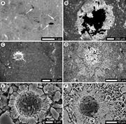 Third thumbnail for: Palustrine Deposits on a Late Devonian Coastal Pla...