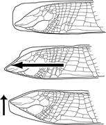 Second thumbnail for: The Identification and Interpretation of Reptile I...
