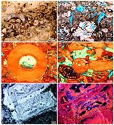 Third thumbnail for: Carbon Isotope Excursions and Crinoid Dissolution ...