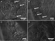 Third thumbnail for: Aragonitic Algae in Calcite Seas: Effect of Seawat...