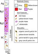 Third thumbnail for: Significance of Different Modes of Rhizolith Prese...