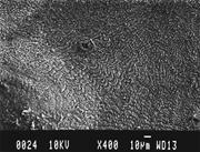 Second thumbnail for: Daily Banding in Corals: Implications for Paleocli...