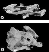 Second thumbnail for: Unusual Phosphate Concretions Related to Groundwat...