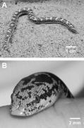 First thumbnail for: Biogenic Structures Produced by Sand-Swimming Snak...