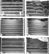 Second thumbnail for: Biogenic Structures Produced by Sand-Swimming Snak...