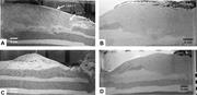 Third thumbnail for: Biogenic Structures Produced by Sand-Swimming Snak...