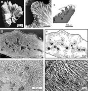 First thumbnail for: Earliest Steps of Diagenesis in Living Scleractini...