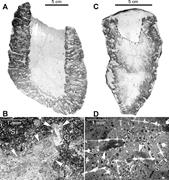 First thumbnail for: Degradative Calcification of a Modern Siliceous Sp...