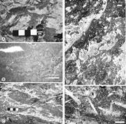 Second thumbnail for: Diagenetic Versus Biotic Accretionary Mechanisms o...