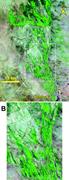 Second thumbnail for: Fluvial Fans: Myths, Misconceptions, and the End o...