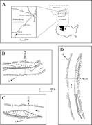 First thumbnail for: Anatomy and Dynamics of a Floodplain, Powder River...