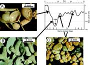 Second thumbnail for: Early Diagenesis of Carbonates on a Cool-Water Car...