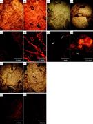 Third thumbnail for: Mississippian Paleocean Chemistry from Biotic and ...