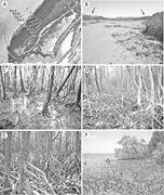 Second thumbnail for: Microfacies Characteristics of a Tropical, Mangrov...