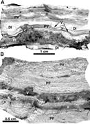 Third thumbnail for: Variations in Water Content in Opal-A and Opal-CT ...