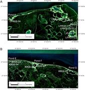 Second thumbnail for: Insights on a Proposed Mid-Holocene Highstand Alon...