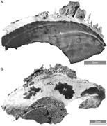 Third thumbnail for: Dating and Characterization of Polymorphic Transfo...