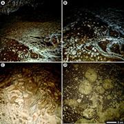 Second thumbnail for: Cave Pearls—The Integrated Product of Abiogenic an...