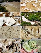 Third thumbnail for: Impact of Seasonal Changes on the Formation and Ac...