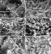Third thumbnail for: Increased Production of Calcite and Slower Growth ...