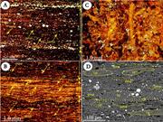 Second thumbnail for: Algal Blooms and “Marine Snow”: Mechanisms That En...