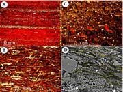 Third thumbnail for: Algal Blooms and “Marine Snow”: Mechanisms That En...