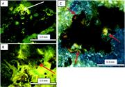 Second thumbnail for: Micromorphology and Stable-Isotope Geochemistry of...
