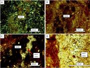 Third thumbnail for: Micromorphology and Stable-Isotope Geochemistry of...