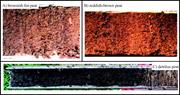 Third thumbnail for: Factors Controlling Peat Compaction in Alluvial Fl...