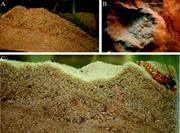 First thumbnail for: Biogenic Cross-Lamination Produced by the Pistol-S...