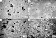 Third thumbnail for: Pedogenic Carbonates in Texas: Stable-Isotope Dist...
