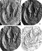Second thumbnail for: Use of Low-Cost Multistripe Laser Triangulation (M...