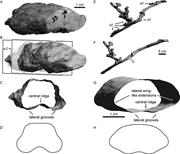 Third thumbnail for: Use of Low-Cost Multistripe Laser Triangulation (M...